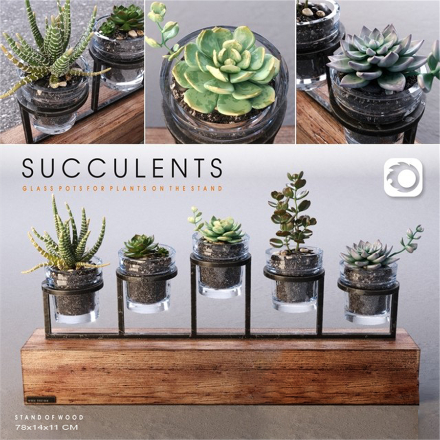 Succulents_set